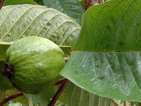 green colored guava on tree in farm for harvest and eat