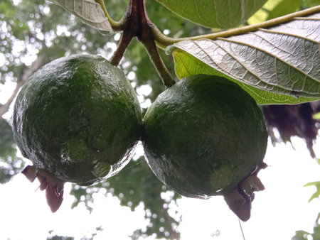 green colored guava on tree in farm for harvest and eat