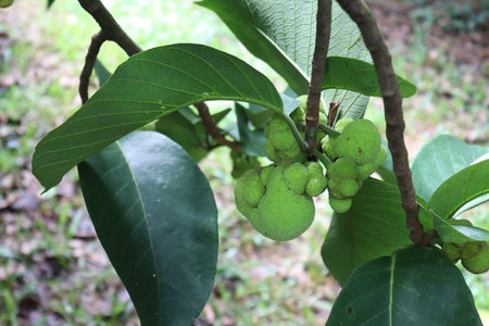 green colored fresh Artocarpus lacucha stock on tree in the farm for harvest