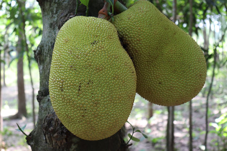 tasty and healthy raw jackfruit stock on tree in the farm for harvest
