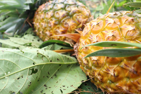 tasty and healthy pineapple on firm for harvest and sell