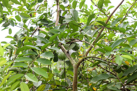 tasty and healthy guava on tree in firm for harvest and sell