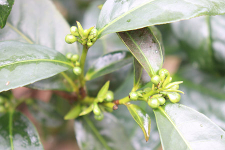 green colored healthy tea leaf on tree in firm for harvest and sell