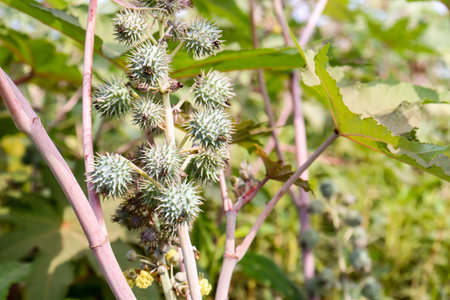 green colored ricin fruit on tree in farm for oil harvestの写真素材