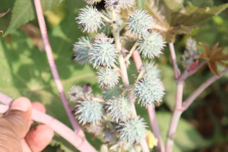 green colored ricin fruit on tree in farm for oil harvestの写真素材