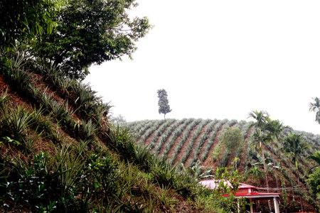 a reception house of pineapple garden for buyer and viewerの写真素材