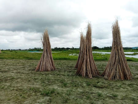 jute stick bunch stock on field for drying or sellの写真素材