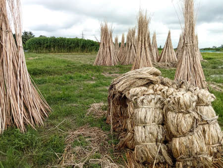jute and stick bunch stock on farm for drying and sellの写真素材