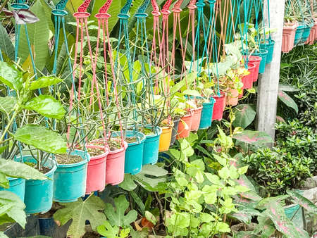 green colored beautiful tree on pot in gardenの写真素材