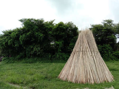 jute stick bunch stock on field for drying or sellの写真素材