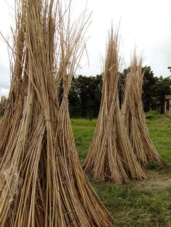 jute stick bunch stock on field for drying or sellの写真素材