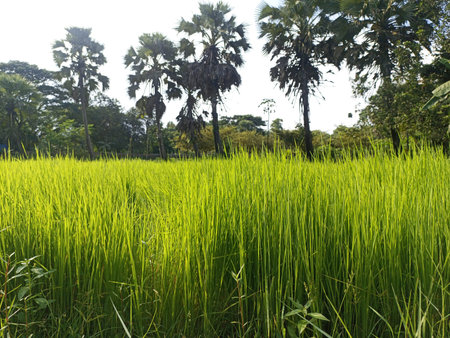 green colored paddy firm on field for harvest