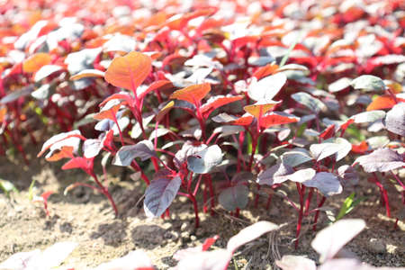 Red amaranth on farm for harvest and sellの写真素材