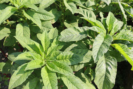 green amaranth farm on field for harvestの写真素材