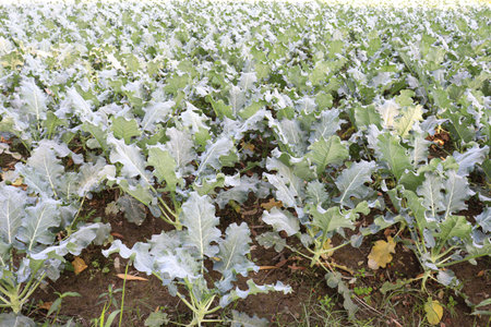 green colored cauliflower farm on field for harvestの写真素材