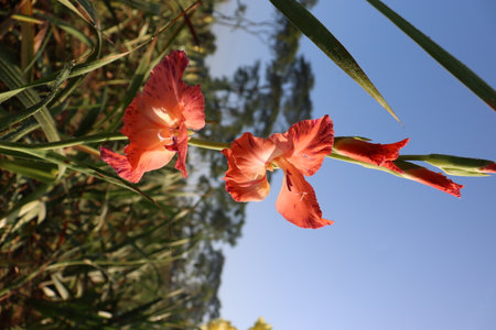 pink colored gladioluses flower on farm in field for harvestの写真素材