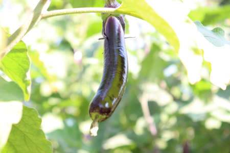 Raw Brinjal farm on field for harvestの写真素材