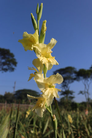yellow colored gladioluses flower on farm in field for harvest