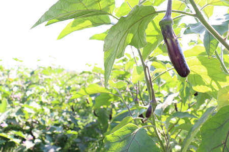 Raw Brinjal farm on field for harvestの写真素材