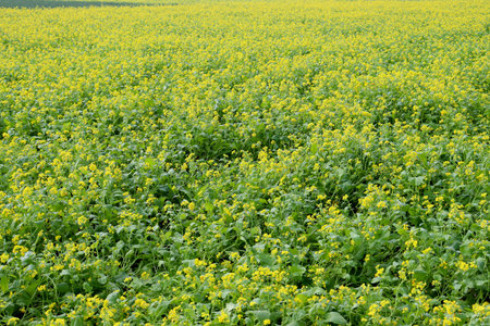 yellow colored mustard flower firm view on field
