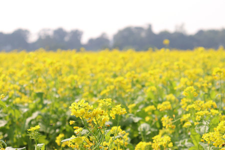 yellow colored mustard flower firm view on fieldの写真素材