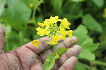 yellow colored mustard flower firm view on field