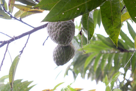 tasty and healthy sugar apple on tree in firmの写真素材
