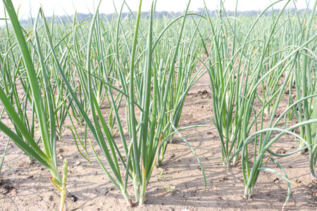green colored onion farm on field for harvestの写真素材