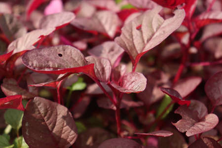 red colored spinach farm for harvest and eatの写真素材