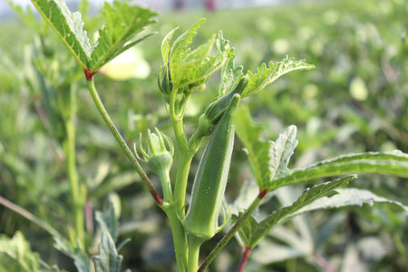green colored lady finger on tree in firm for harvest
