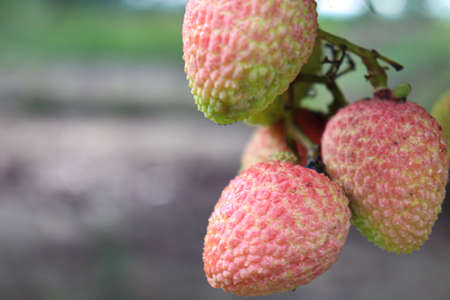 tasty and healthy litchi bunch in farm for harvest and sellの写真素材