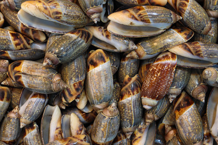 stylish sea snail stock on shop for sell