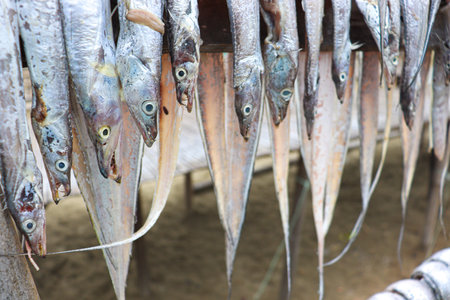 tasty dried and salted fish stock with hanging on farm for harvest and sell