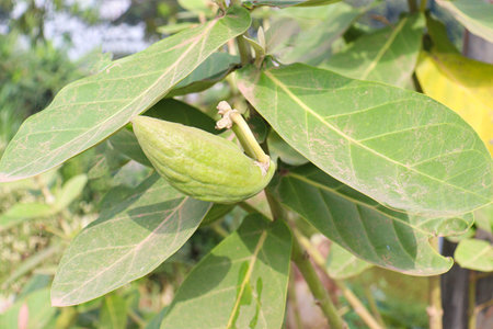 green colored cotton bud on tree in farm for harvest