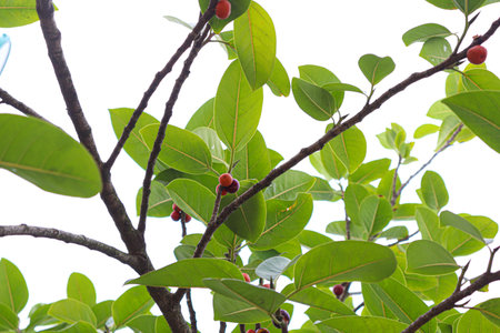 Banyan fruit with leaf on tree in farm for health treatment
