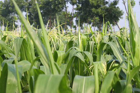 green colored Maize tree firm with flower for harvest