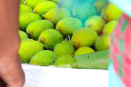 fresh healthy Sweet Bitter Gourd stock on shop for sellの写真素材