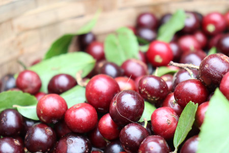tasty and fresh cranberry stock on shop for sell