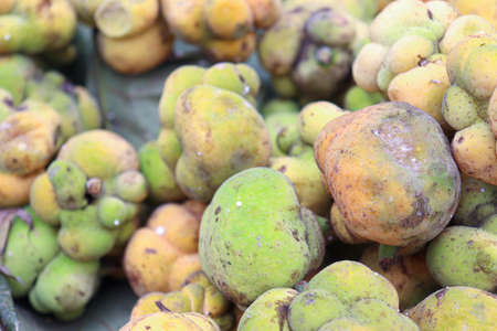 ripe fresh Artocarpus lacucha stock on shop for sellの写真素材
