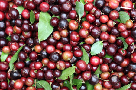 tasty and fresh cranberry stock on shop for sell