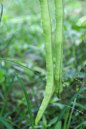 raw fresh and healthy Asparagus on farm for harvest