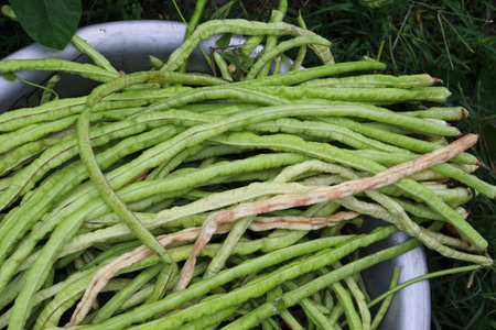 raw fresh and healthy Asparagus on farm for harvest