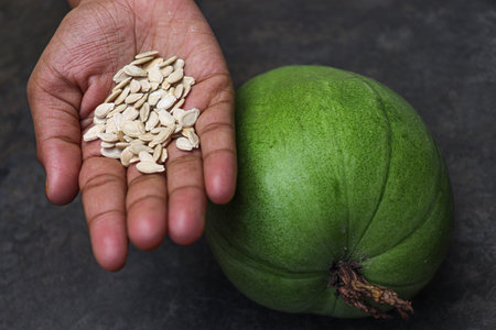 wax gourd with seeds on hand for harvest