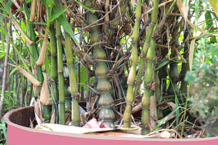 green bamboo bonsai farm for harvestの写真素材