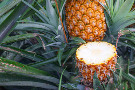 tasty and healthy ripe pineapple with cut piece on farm for harvestの写真素材