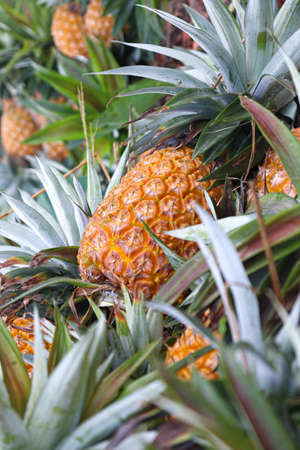 tasty and healthy ripe pineapple stock on farm for harvestの写真素材