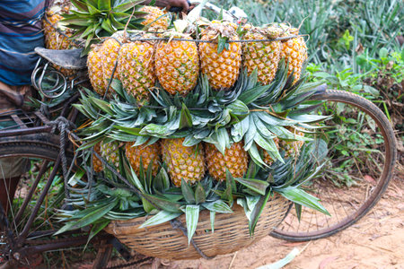 tasty and healthy ripe pineapple stock on farm for harvestの写真素材