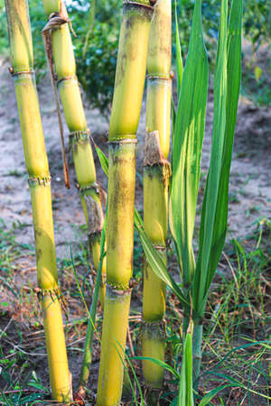 tasty and healthy sugarcane farm on field for harvest and eatの写真素材