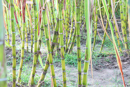 tasty and healthy sugarcane farm on field for harvest and eat