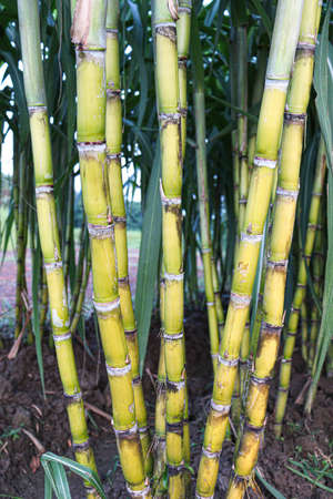 tasty and healthy sugarcane farm on field for harvest and eatの写真素材
